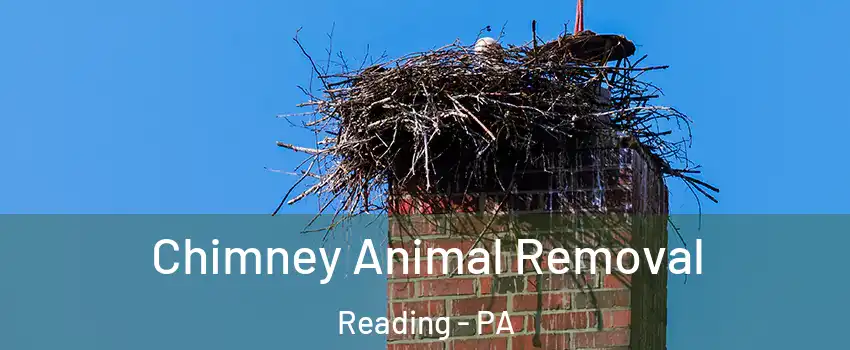  Chimney Animal Removal Reading - PA