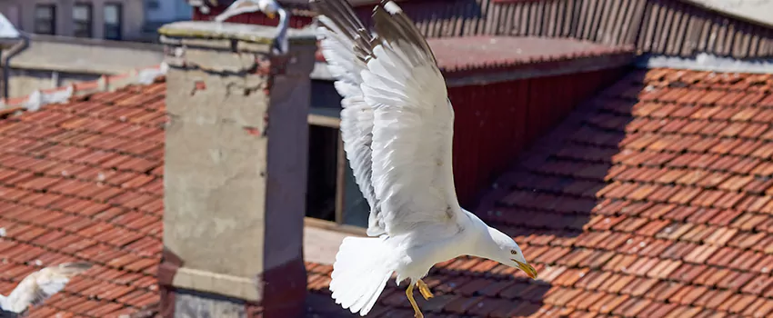 Residential Chimney Animal Removal Solution in Reading, PA