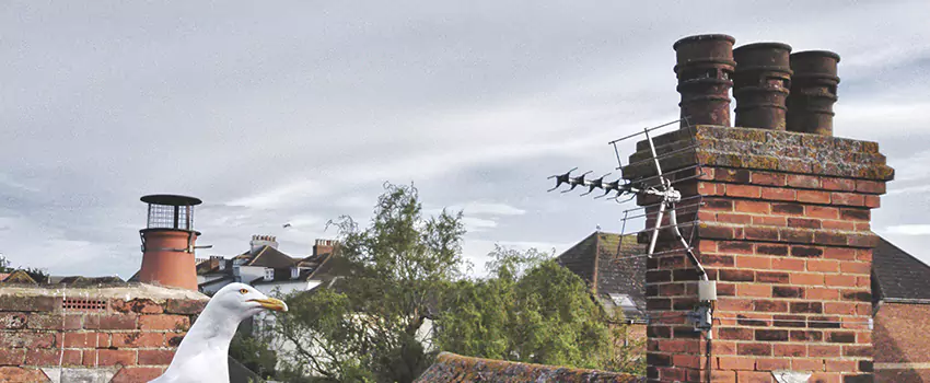 Chimney Cleaning And Restoration in Reading, Pennsylvania